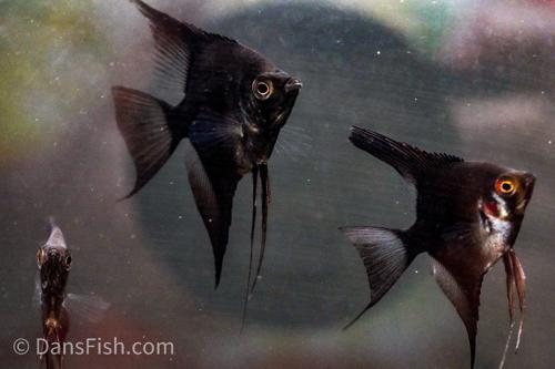 Black Angelfish