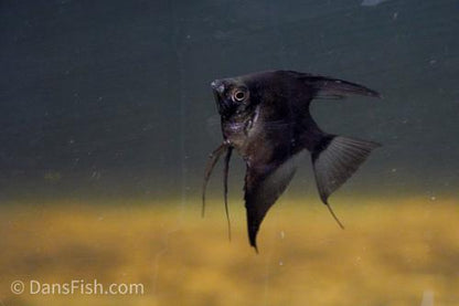 Black Angelfish