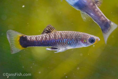 Black Bellied Limia, Pair (1M1F)