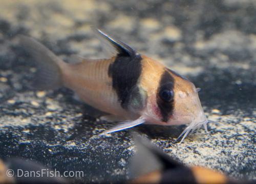 Black Diamond Cory