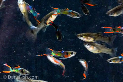 Black Flame Endlers, Trio (1M2F)