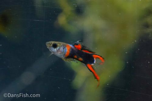 Black Flame Endlers, Trio (1M2F)