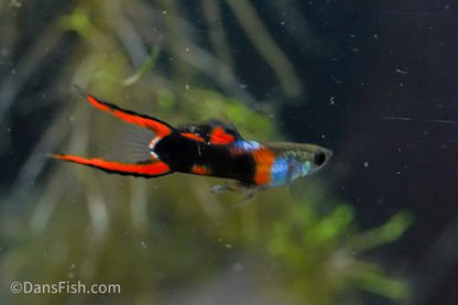 Black Flame Endlers, Trio (1M2F)