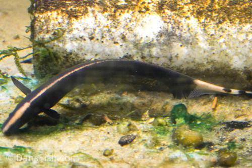 Black Ghost Knifefish