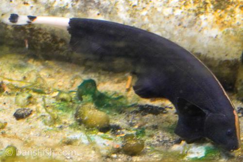 Black Ghost Knifefish