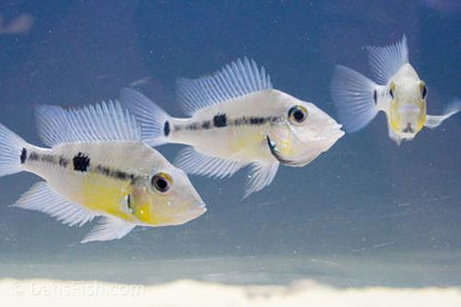 Black Gullet Firemouth