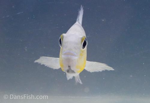 Black Gullet Firemouth