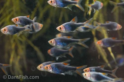 Black Harlequin Rasbora