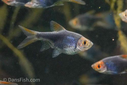 Black Harlequin Rasbora