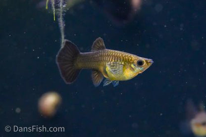 Black Metal Guppy, Trio (1M2F)