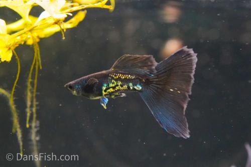 Black Metal Guppy, Trio (1M2F)
