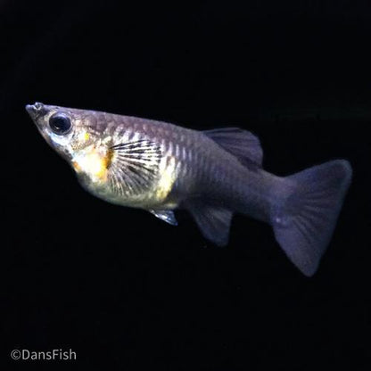 Black Metal Guppy, Trio (1M2F)