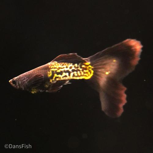 Black Metal Guppy, Trio (1M2F)