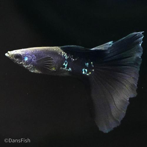 Black Metal Guppy, Trio (1M2F)
