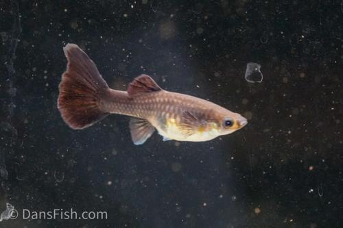 Black Moscow Guppy, Male