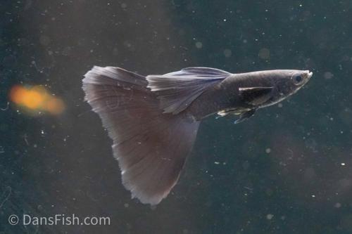Black Moscow Guppy, Male