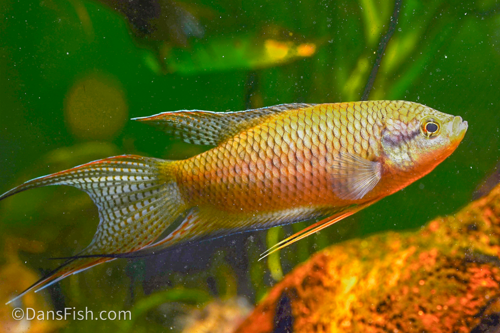 Black Paradise Gourami