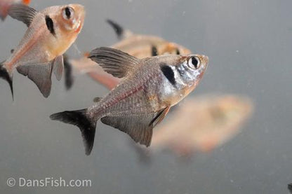 Black Phantom Tetra