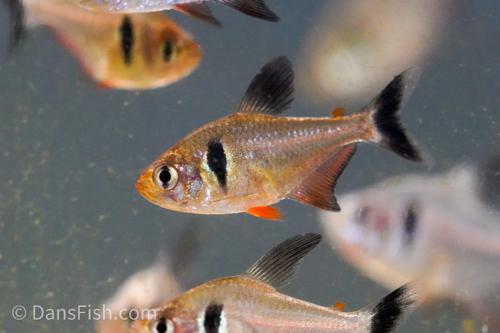 Black Phantom Tetra