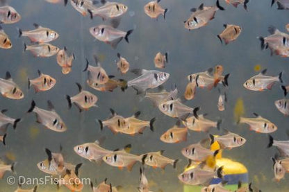 Black Phantom Tetra