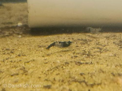 Black Rili Shrimp, (4 pack)