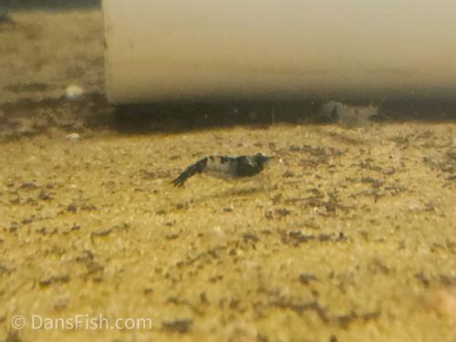 Black Rili Shrimp, (4 pack)