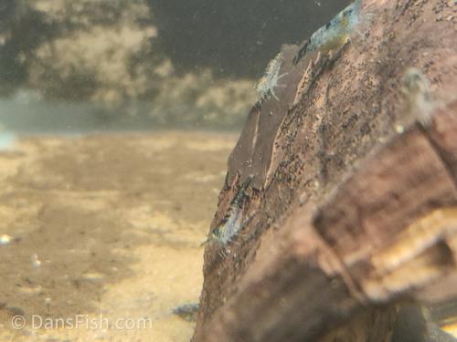 Black Rili Shrimp, (4 pack)