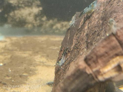 Black Rili Shrimp, (4 pack)