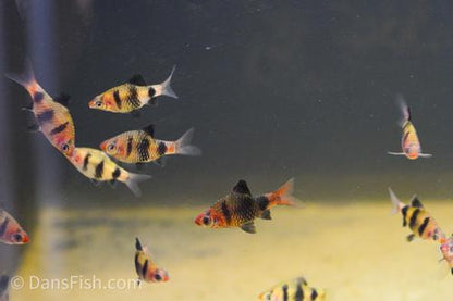 Black Ruby Barb