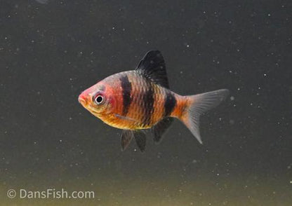 Black Ruby Barb