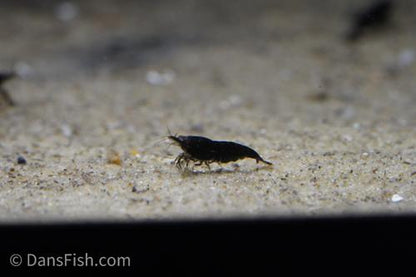 Black Shrimp, (4 pack)
