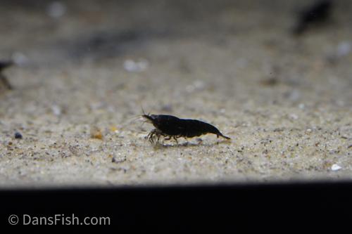 Black Shrimp, (4 pack)