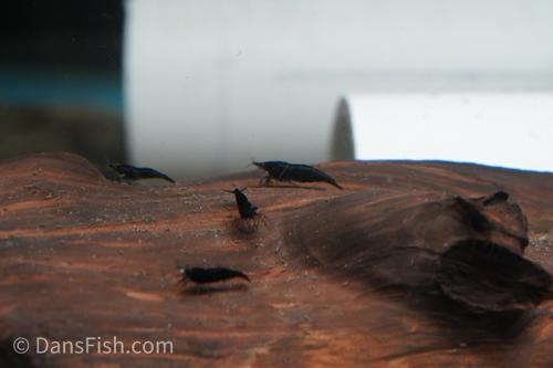 Black Shrimp, (4 pack)