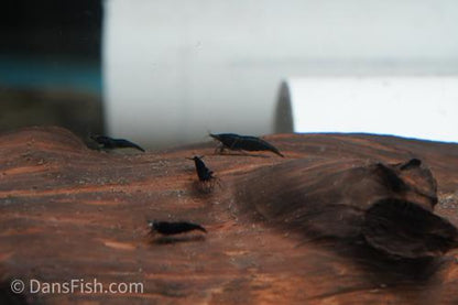 Black Shrimp, (4 pack)