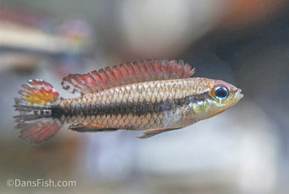 Black Stripe Dwarf Cichlid