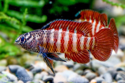 Black Tiger Dario - probably all males