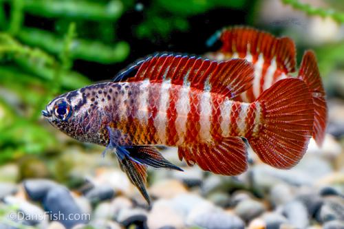 Black Tiger Dario - probably all males
