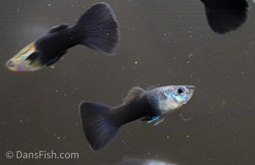 Black Tuxedo Guppy 'Israel Strain' -Pair, Pair (1M1F)