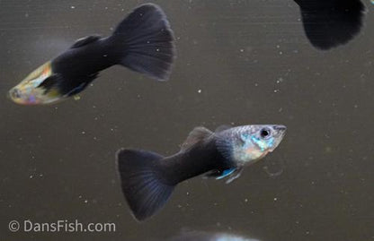 Black Tuxedo Guppy 'Israel Strain' -Pair, Pair (1M1F)