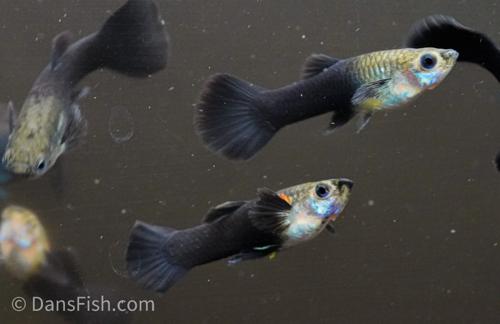 Black Tuxedo Guppy 'Israel Strain' -Pair, Pair (1M1F)