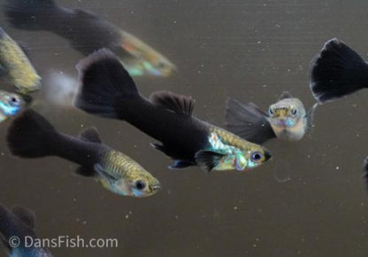 Black Tuxedo Guppy 'Israel Strain' -Pair, Pair (1M1F)