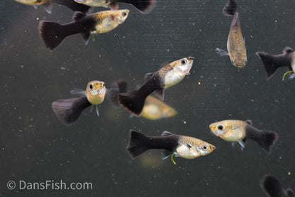 Black Tuxedo Guppy 'Israel Strain' -Pair, Pair (1M1F)