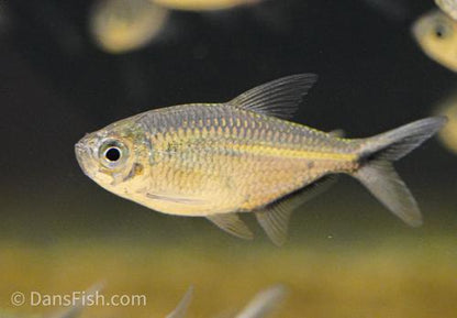 Costae Tetra
