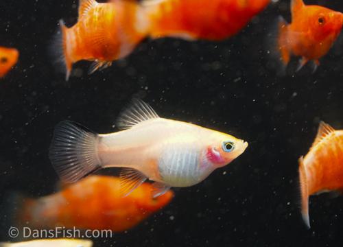 Bleeding Heart Platy -Male, Male