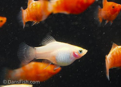 Bleeding Heart Platy -Male, Male
