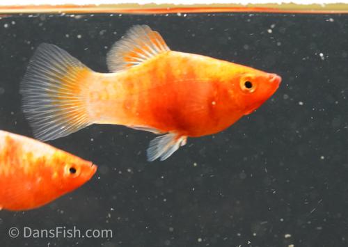 Bleeding Heart Platy -Male, Male