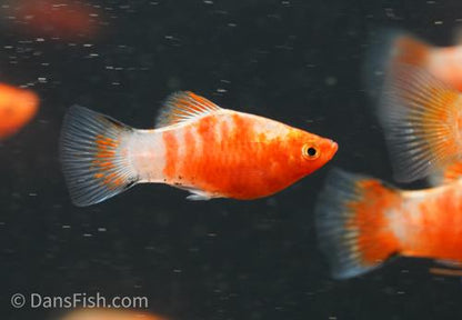 Bleeding Heart Platy -Male, Male