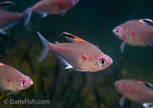 Bleeding Heart Tetra 'Rio Nanay'