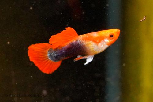 Blonde Koi Guppy, Pair (1M1F)