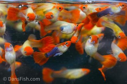 Blonde Koi Guppy, Pair (1M1F)